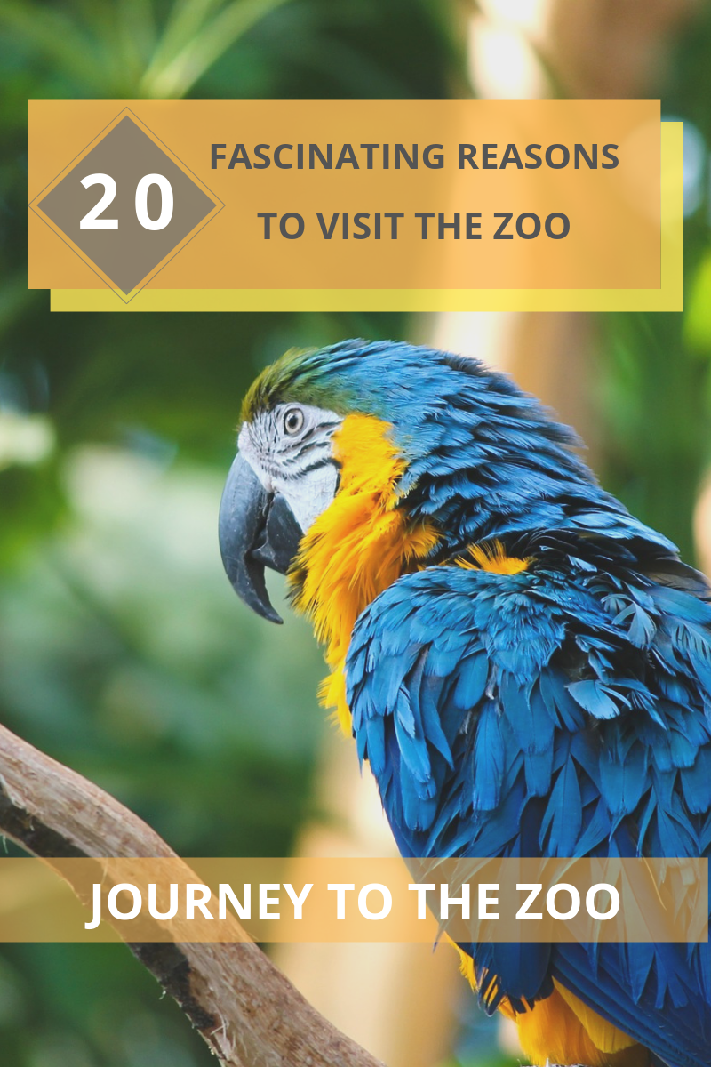 Journey To The Zoo: 20 Fascinating Reasons To Visit The Zoo