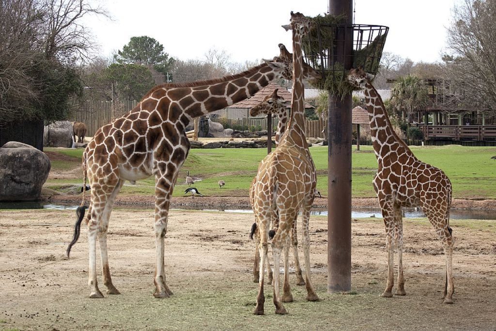 20 Excellent Reason To Visit The Zoo